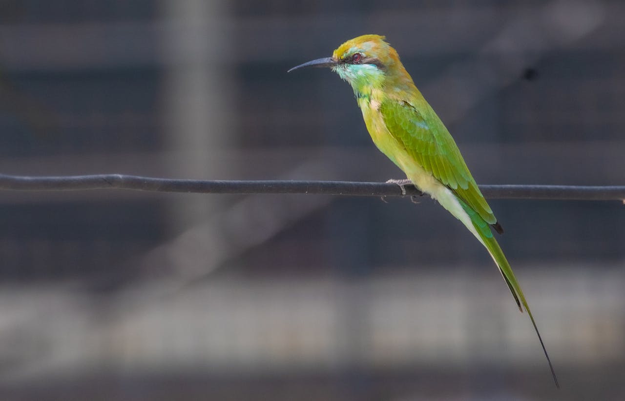 A close-up shot of a colorful Green Bee-Eater resting on a wire outdoors.